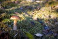 Porcini mushroom in autumn moss