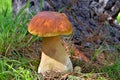 Porcini Mushroom Royalty Free Stock Photo