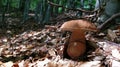 Porcini mushroom in beech forest Royalty Free Stock Photo