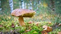 a porcini mushroom Boletus edulis Royalty Free Stock Photo