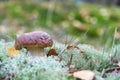 A porcini mushroom Boletus edulis in the forest Royalty Free Stock Photo