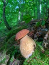 Porcini mushroom close-up with forest bacground Royalty Free Stock Photo