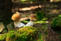 Porcini Mushroom In Forest Royalty Free Stock Photo