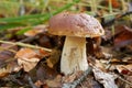 Porcini mushroom in a forest Royalty Free Stock Photo