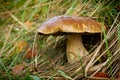 Porcini mushroom in a forest Royalty Free Stock Photo