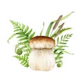 Porcini mushroom with green grass decor. Watercolor illustration. Boletus edulis fungus. Forest wild mushroom with fern Royalty Free Stock Photo