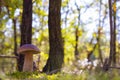 Porcini mushroom grow in sunny wood