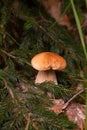 Porcini mushroom growing in pine tree forest at autumn season Royalty Free Stock Photo