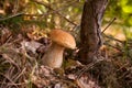 Porcini mushroom growing in pine tree forest at autumn season Royalty Free Stock Photo