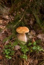 Porcini mushroom growing in pine tree forest at autumn season Royalty Free Stock Photo