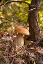 Porcini mushroom growing in pine tree forest at autumn season Royalty Free Stock Photo