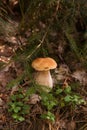 Porcini mushroom growing in pine tree forest at autumn season Royalty Free Stock Photo