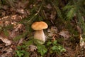 Porcini mushroom growing in pine tree forest at autumn season Royalty Free Stock Photo