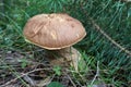 porcini mushroom grows in the forest under a pine branch Royalty Free Stock Photo