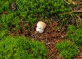 Porcini mushroom grows under moss in the forest Royalty Free Stock Photo