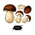 Porcini mushroom hand drawn vector illustration set
