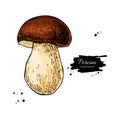 Porcini mushroom hand drawn vector illustration. Sketch food drawing