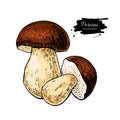 Porcini mushroom hand drawn vector illustration. Sketch food drawing