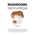 Porcini mushroom illustration