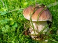 Porcini mushroom on a moss floor in the forest Royalty Free Stock Photo