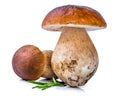 Porcini Mushroom with Rosemary Royalty Free Stock Photo