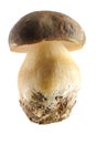 Porcini Mushroom Royalty Free Stock Photo