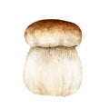 Porcini mushroom watercolor illustration. Boletus edulis fungus. Tasty edible natural forest raw mushroom. Porcini Royalty Free Stock Photo