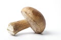 Porcini mushroom on white background