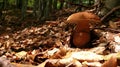 Porcini mushroom