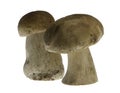 Porcini Mushrooms