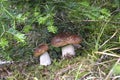 Porcini mushrooms Alps