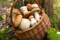 Porcini mushrooms in basket. Freshly harvested edible wild mushrooms in nature in autumn forest close up