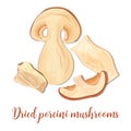 Porcini mushrooms or Boletus edulis, penny bun, cep, porcino. Edible fungus, Dried porcini mushroom Royalty Free Stock Photo