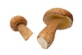 Porcini mushrooms Boletus edulis or penny bun isolated on white Royalty Free Stock Photo