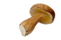 Porcini Mushrooms Boletus Edulis Or Penny Bun Isolated On White