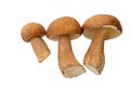 Porcini mushrooms Boletus edulis or penny bun isolated on white Royalty Free Stock Photo