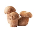 Porcini mushrooms. Cep on white Royalty Free Stock Photo