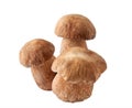 Porcini mushrooms. Cep on white Royalty Free Stock Photo