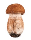 Porcini mushrooms. Cep on white Royalty Free Stock Photo