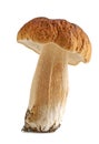 Porcini mushrooms. Cep on white Royalty Free Stock Photo