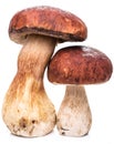 Porcini mushrooms isolated on a white. Royalty Free Stock Photo