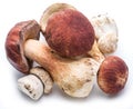 Porcini mushrooms isolated on a white. Royalty Free Stock Photo