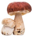 Porcini mushrooms isolated on a white. Royalty Free Stock Photo