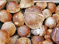 Porcini mushrooms, penny bun in a box