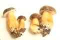 Porcini mushrooms seasonal from autumn as delicatessen food Royalty Free Stock Photo