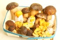 Porcini mushrooms seasonal from autumn as delicatessen food Royalty Free Stock Photo