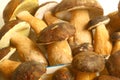 Porcini mushrooms seasonal from autumn as delicatessen food Royalty Free Stock Photo