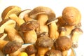 Porcini mushrooms seasonal from autumn as delicatessen food Royalty Free Stock Photo