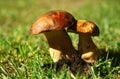 Porcini mushrooms seasonal from autumn as delicatessen food Royalty Free Stock Photo