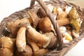 Porcini mushrooms seasonal from autumn as delicatessen food Royalty Free Stock Photo